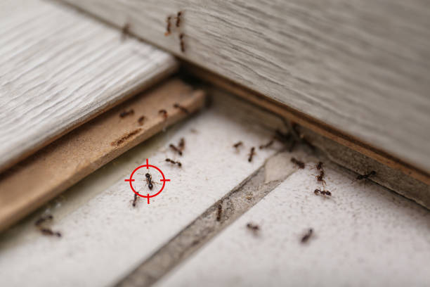 Insect Control in Rio Rancho Estates, NM