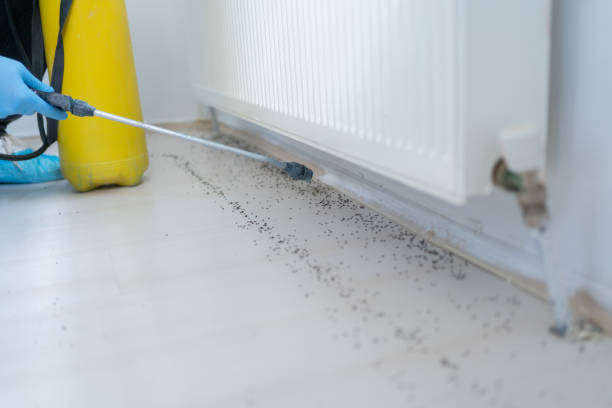 Best Mosquito Control Services  in Rio Rancho Estates, NM