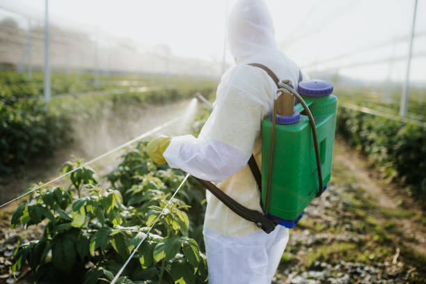 Best Bed Bug Extermination  in Rio Rancho Estates, NM